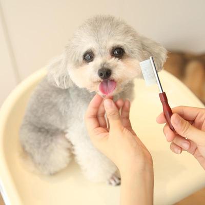 狗狗面梳宠物迷你排梳嘴毛梳密齿小梳子面部清洁开结猫咪脸毛脸