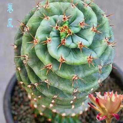 龙卷风仙人掌高级螺旋多肉植物室内盆栽仙人球开花品种大全,鲜花速递/花卉仿真/绿植园艺,多肉植物,淘宝优惠券,粉丝福利购,淘宝优惠卷