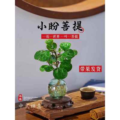 小盼菩提盆栽带果水培植物室内好养办公室绿植中式禅意桌面小盆景