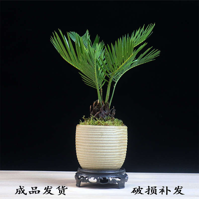铁树盆景茶台桌面精品小绿植摆件室内办公室植物苏铁微型盆栽好养