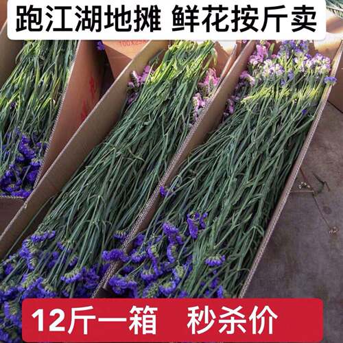 称斤模式鲜花跑江湖地摊勿忘我干花满天星情人草水晶散装一箱12斤