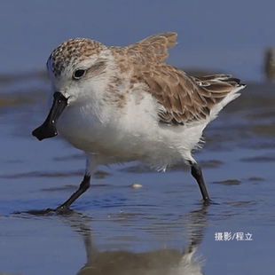 拯救勺嘴鹬保育行动