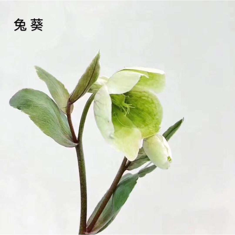 【木绣球  星芹 兔葵 金鹅绒】昆明基地批发 花店婚庆高端用花