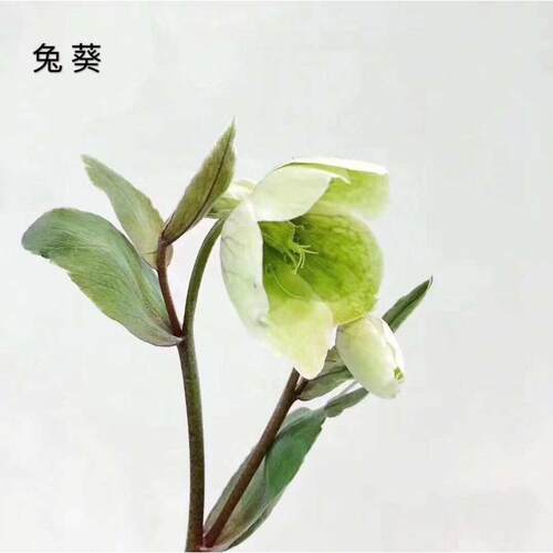 【木绣球  星芹 兔葵 金鹅绒】昆明基地批发 花店婚庆高端用花