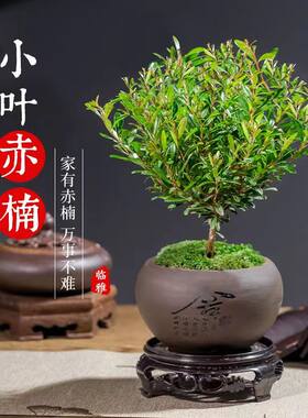 小叶赤楠植物盆栽老桩桌面小型盆景办公室内好养四季常青绿色植物