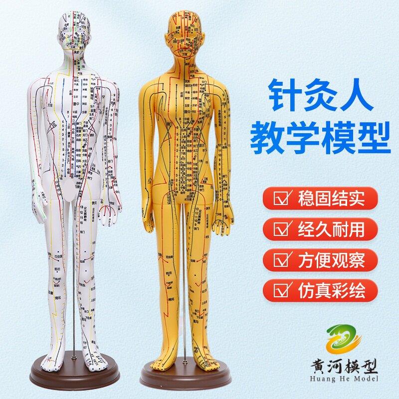 人体针灸模型人经络穴位中医全身十二铜人模特图练习小皮人可扎针