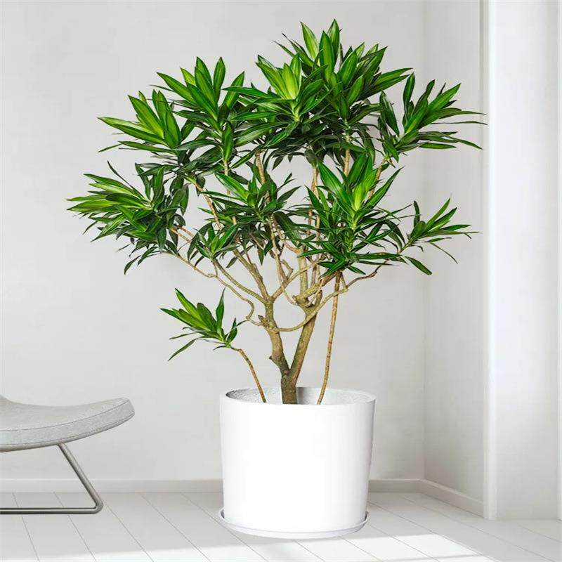 百合竹北欧ins真绿植百合竹大型落地室内客厅橱窗装饰盆栽植物