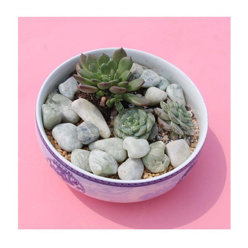 816磨石艺多鹅景肉肉植物盆栽铺面黄沙黄石子仙人园球盆装饰卵石