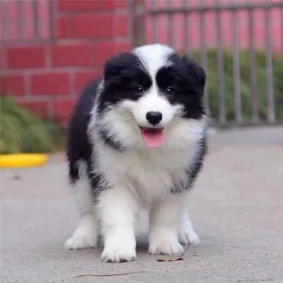 边牧幼犬犬舍中型犬宠物便宜狗崽幼宠工作犬狗黑白金高智商七白狗
