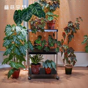 蘑菇空间中古风植物架室内阳台绿植花架可移动架多功能金属置物架