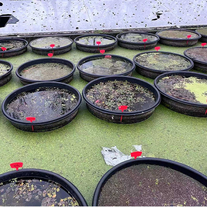 大口径荷花莲花专用盆 加厚耐磨无孔水培睡莲碗莲盆黑色牛筋材质,橡塑材料及制品,塑料桶/塑料瓶/塑料罐,淘宝优惠券,粉丝福利购,淘宝优惠卷