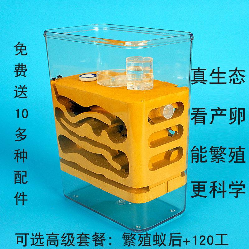 生态蚁箱宠物蚂蚁工坊蚁后石膏土雕刻蚁巢窝蚂蚁城堡猎廉猛蚁窝