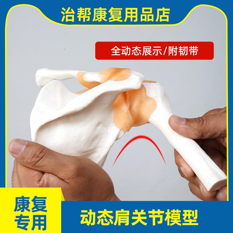 肩关节模型自然大人体医学用假骨骼解剖标本教学培训专用附肌肉