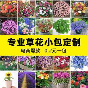 太阳花种子野花组合碗莲桔梗向日葵种子电商花籽货源 电商进货