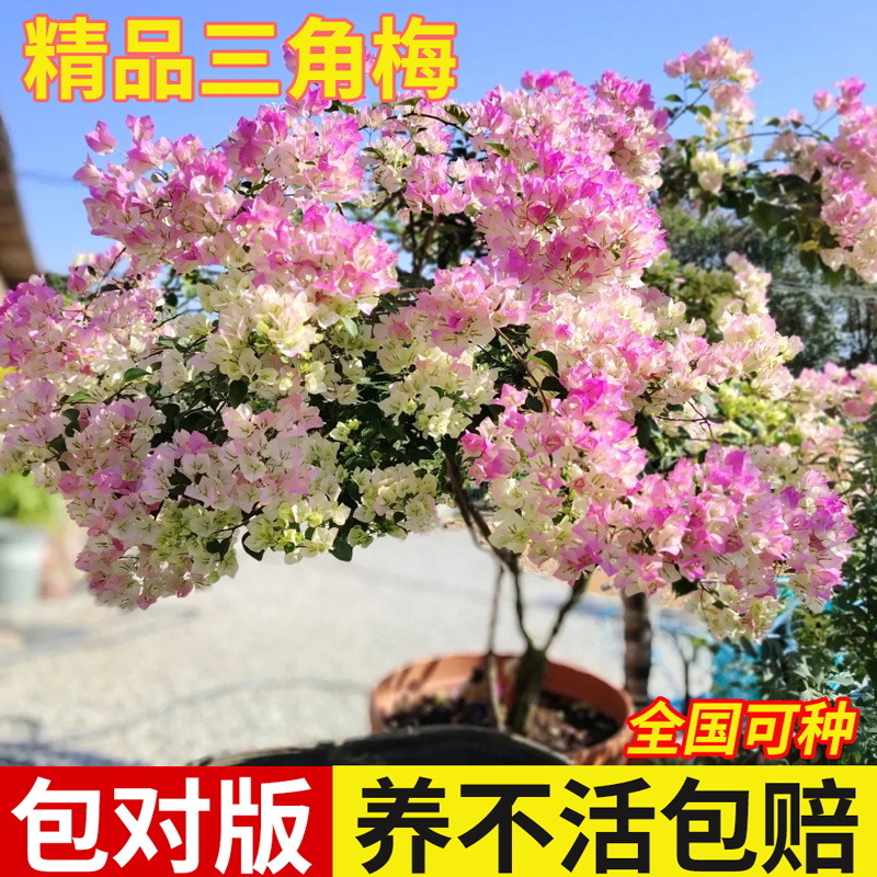 三角梅花树苗盆栽带花老桩大苗绿樱同安红三角梅阳台爬藤绿植花卉