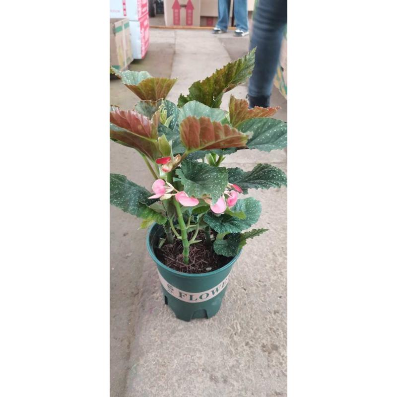 竹节海棠花四季斑点秋海棠花苗室内客厅阳台盆栽花卉绿植开花植物