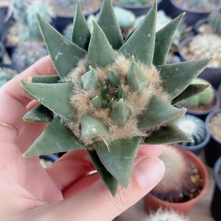 实生大龙牙牡丹