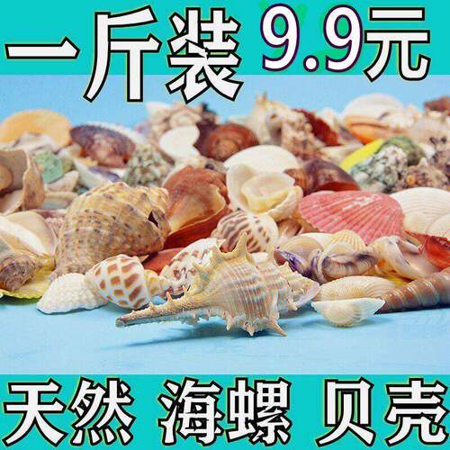 天然贝壳寄居蟹壳海螺手工diy幼儿园环创意礼物鱼缸造景装饰材料