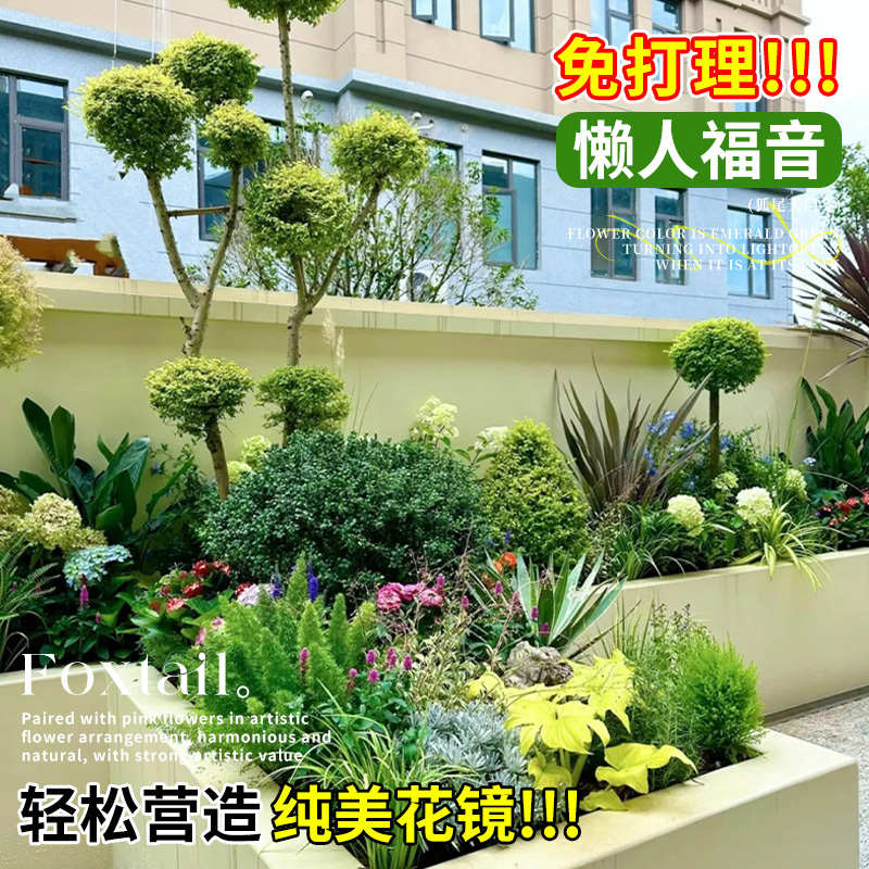 狐尾天门冬盆栽小苗大苗阳台庭院四季常青好养绿植花卉天门冬狐尾