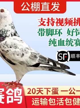 鸽子活一对公母原配信鸽公棚血统赛鸽种鸽活物观赏鸽活体血统鸽