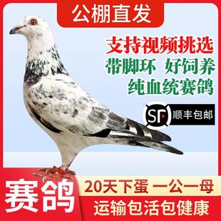鸽子活一对公母原配信鸽公棚血统赛鸽种鸽活物观赏鸽活体血统鸽