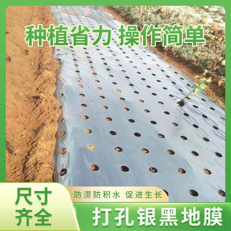 孔银打黑地膜生玉米西瓜辣椒种OQP菜带有孔开孔膜花孔防草农用
