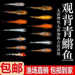 观背青鳉鱼观赏鱼魔法鱼冷水鱼青小型锦鲤淡水鱼不打氧好养活体