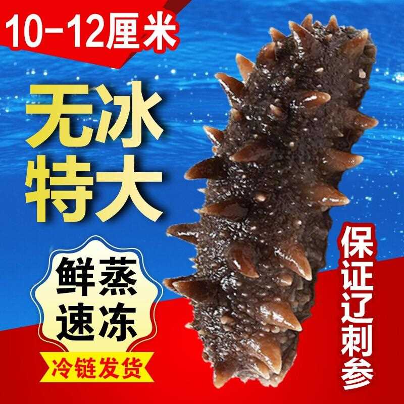 即食海参大连野生海生辽参刺参鲜活特价装非干 干货水产冷冻滋补