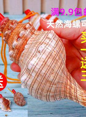 天然海螺号角可吹喇叭口哨超大贝壳哨子哨小螺号能吹响的