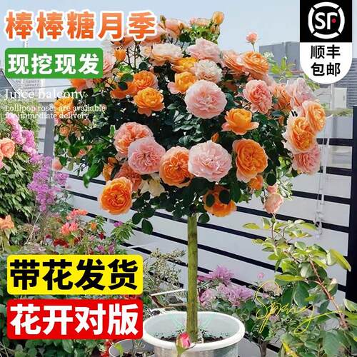 果汁阳台棒棒糖月季树桩花苗多头特大花庭院花卉盆栽耐寒耐热植物