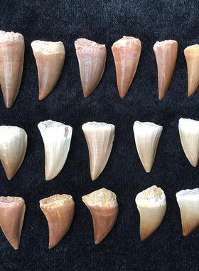 天然沧龙牙齿化石标本摩洛哥古生物牙化石教学科普标本3-5cm送盒