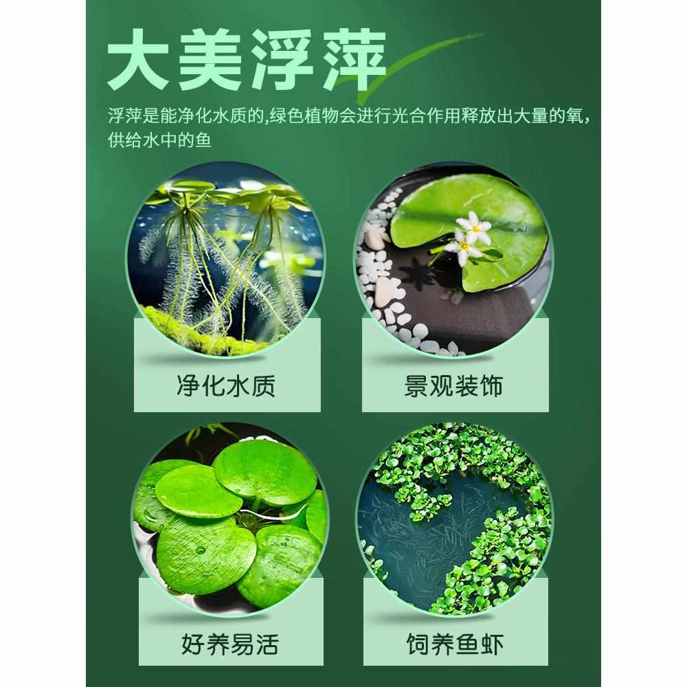 浮萍水草植物鱼缸造景水培植物和鱼共养一叶莲水芙蓉水葫芦套餐