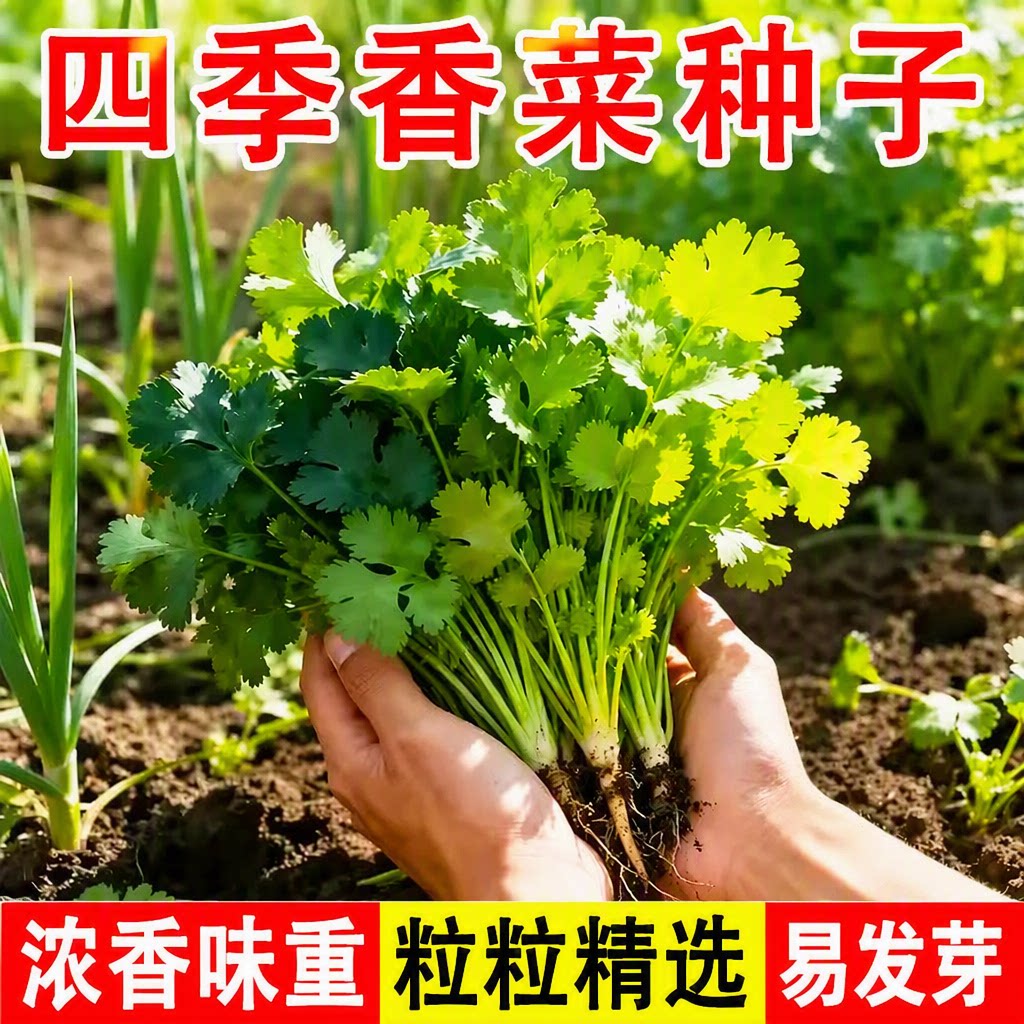 大叶香菜种子易发芽速生浓香味重耐热四季阳台室内盆栽蔬菜种子