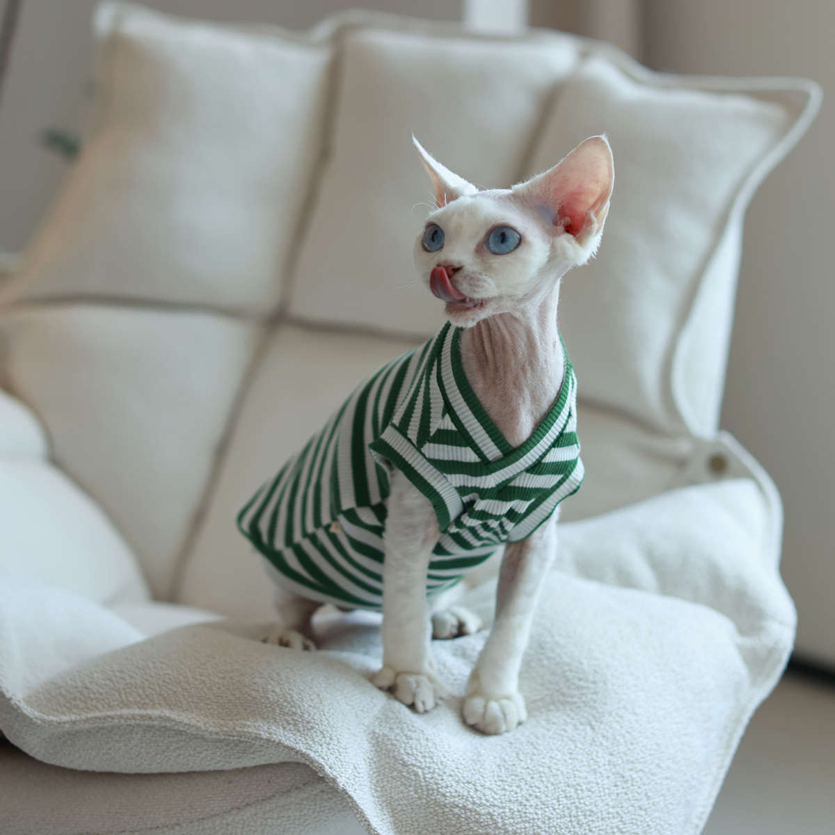 V领空调服弹力纯棉背心背心好穿任发财无毛猫衣服斯芬克斯猫德文