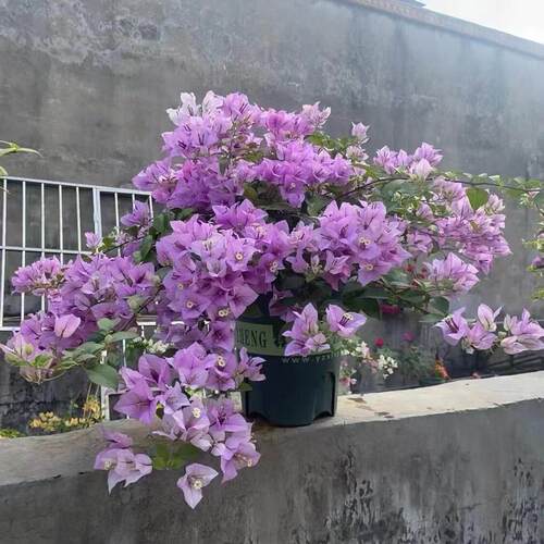 5【巴西紫】三角梅四季开 花勤花室内阳台庭院好养花卉基地直发