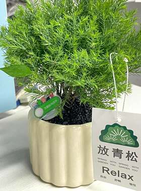 情绪稳定小花盆放青松植物摆件办公室桌面小盆栽女生工位改造神器