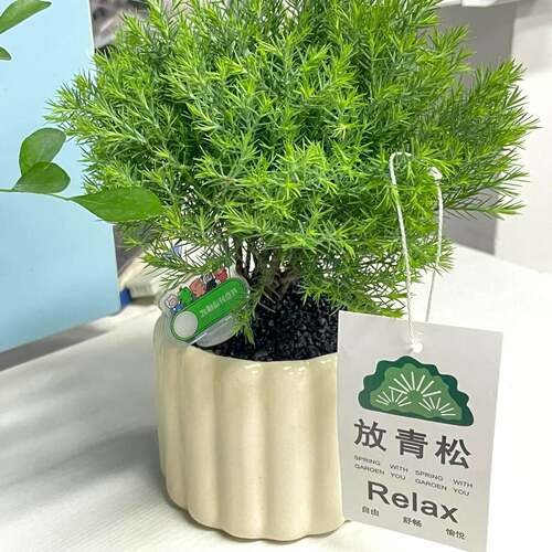 情绪稳定小花盆放青松植物摆件办公室桌面小盆栽女生工位改造神器