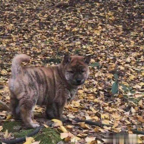 虎斑犬虎头狗狗活物小老虎网红中华田园犬大头狩猎犬便宜小狗短毛