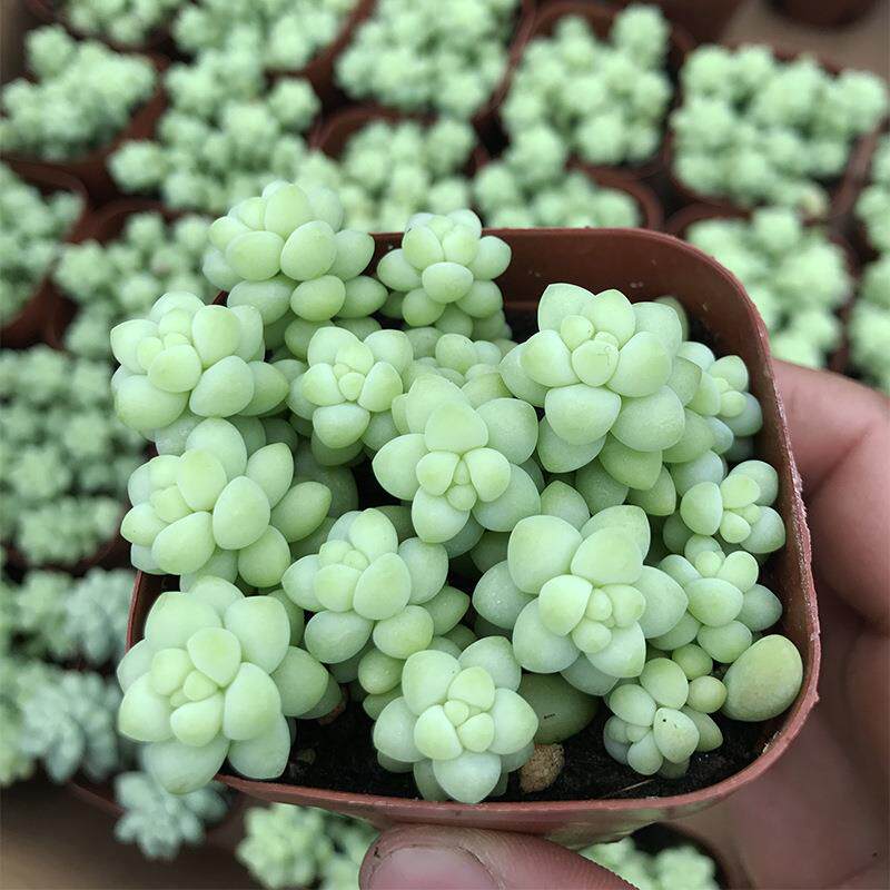 新玉坠群生新玉缀 多肉 多肉植物6.5cm盆 带盆带土发货