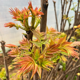 香椿芽新鲜头茬红油香春嫩芽叶当季(叶当季)蔬菜，陕西大荔农家自产现摘春天