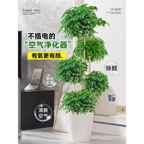 幸福树客厅盆栽大型绿植办公室好养盆景发财树新房除甲醛室内植物