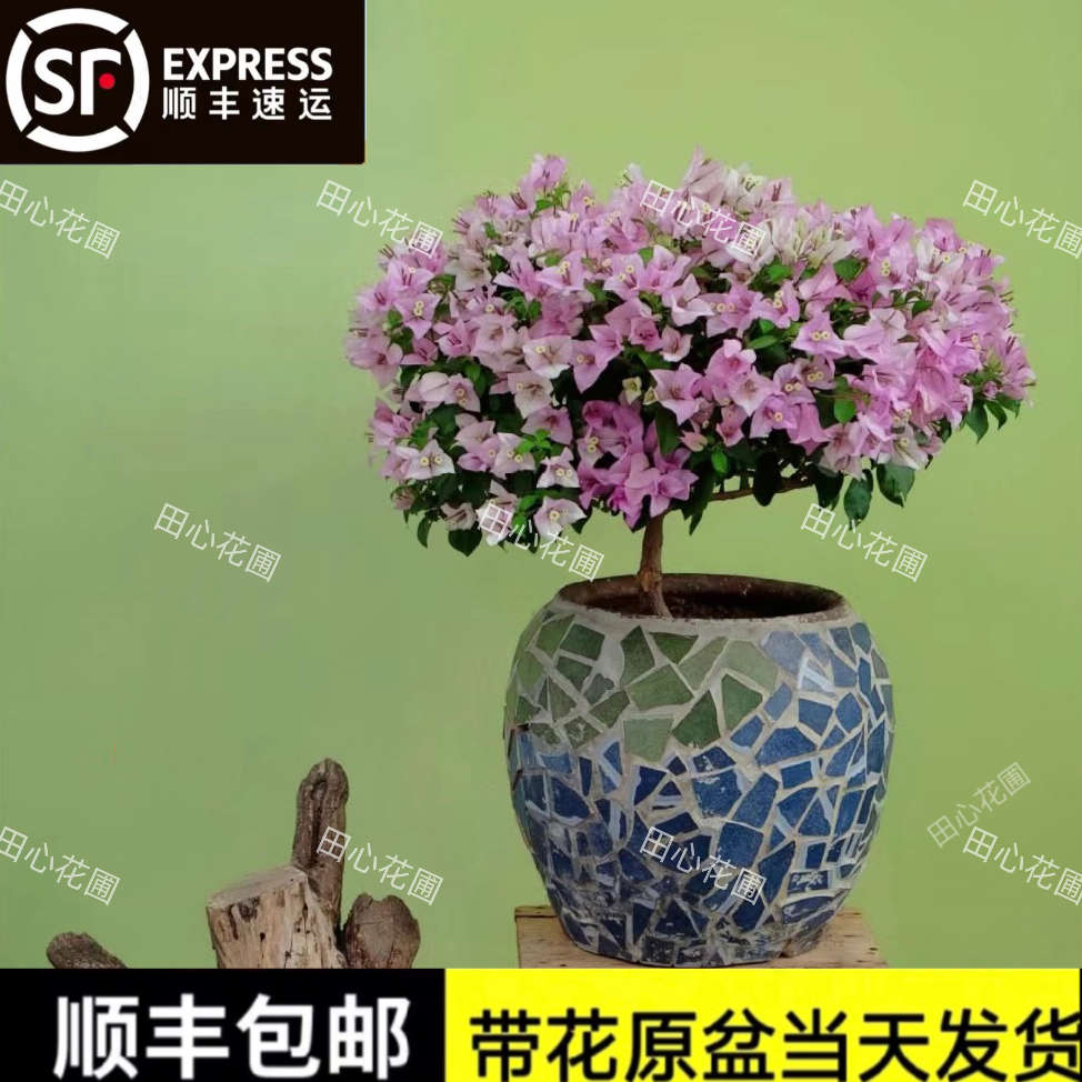 雪紫三角梅四季勤花易栽大苗带花庭院绿植老桩爬藤盆栽漳州原生苗