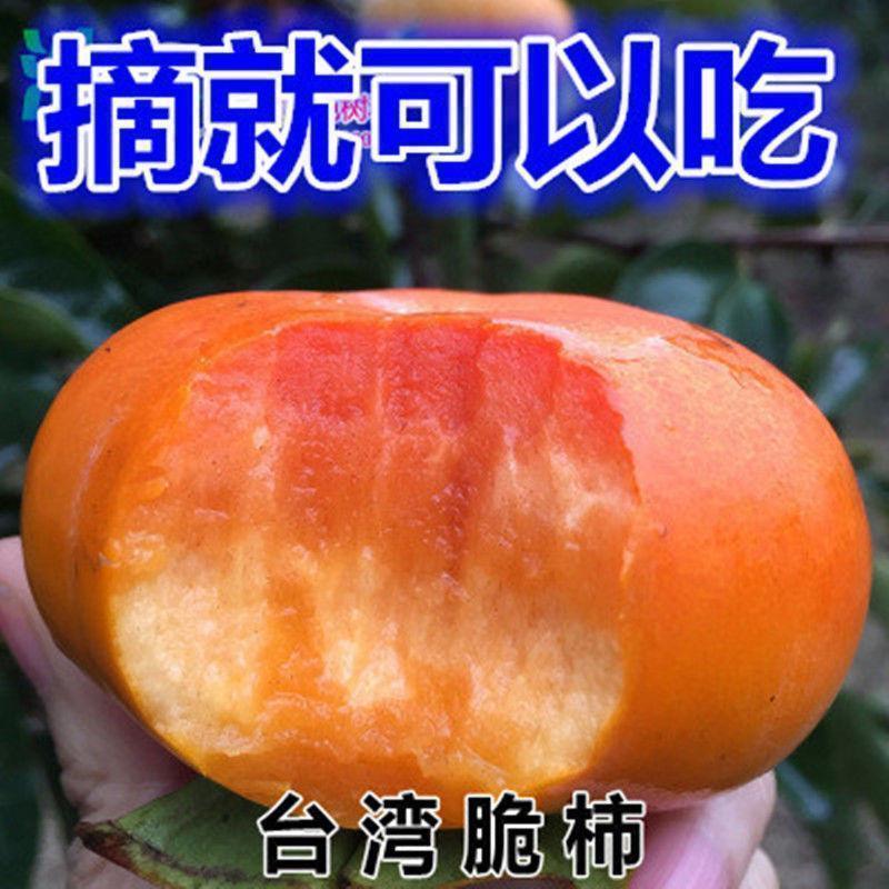 嫁接柿子脆甜特大柿子树苗南方北方种植黑柿地栽果树苗当年结果