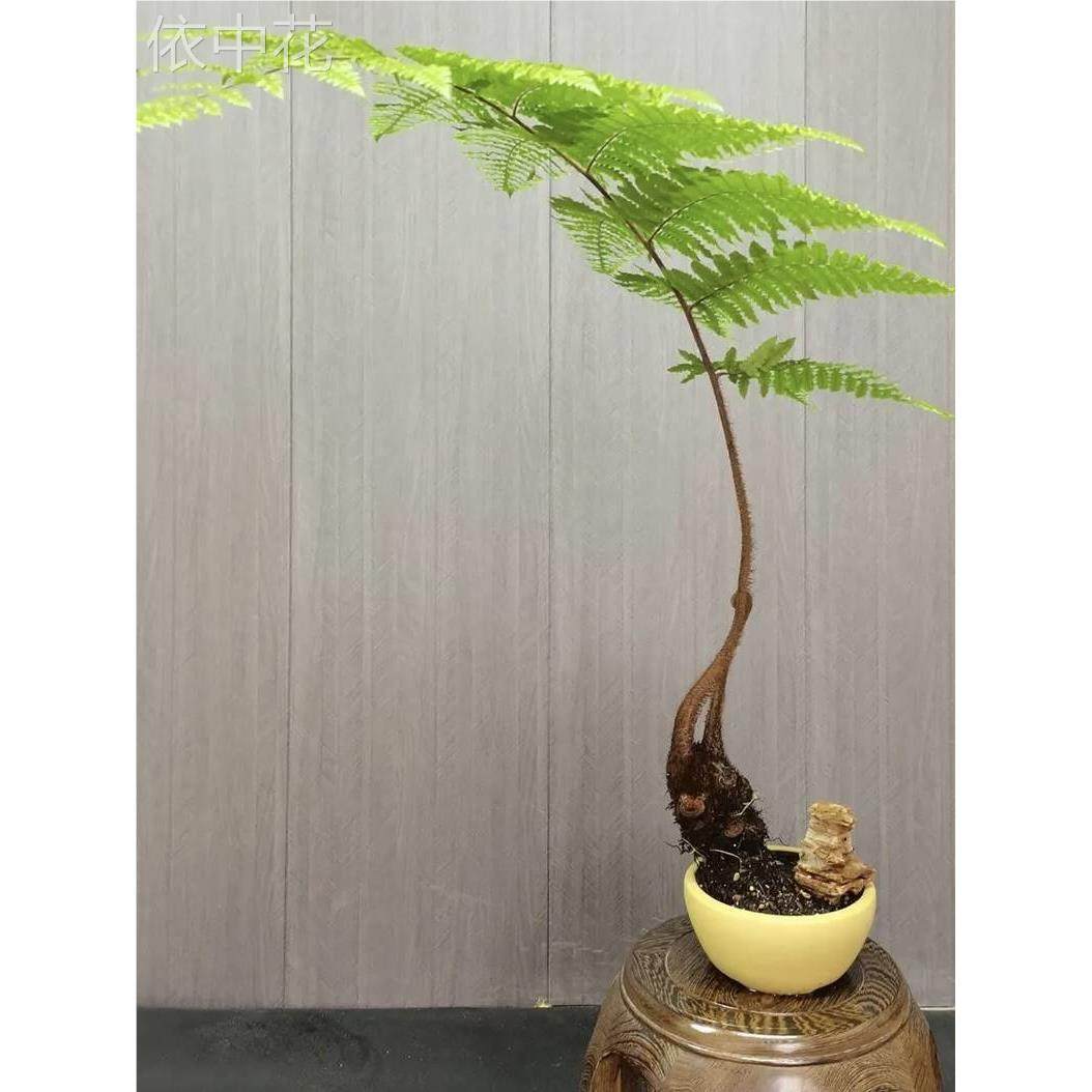 金毛狗脊蕨一叶蕨盆栽老桩网红黄毛蕨类绿植造景盆景金毛蕨类植物