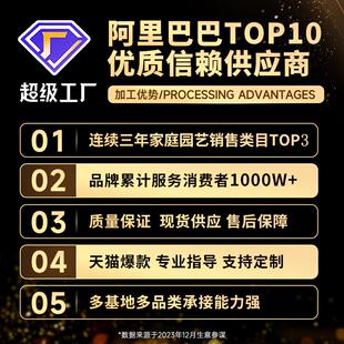 精卉品背老桩大叶龟盆栽花竹绿植好养活室内除甲醛办公室水sys798