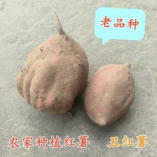江苏农家自种黄心红薯老品种地瓜番薯粉糯地瓜新鲜现挖黄壤红薯