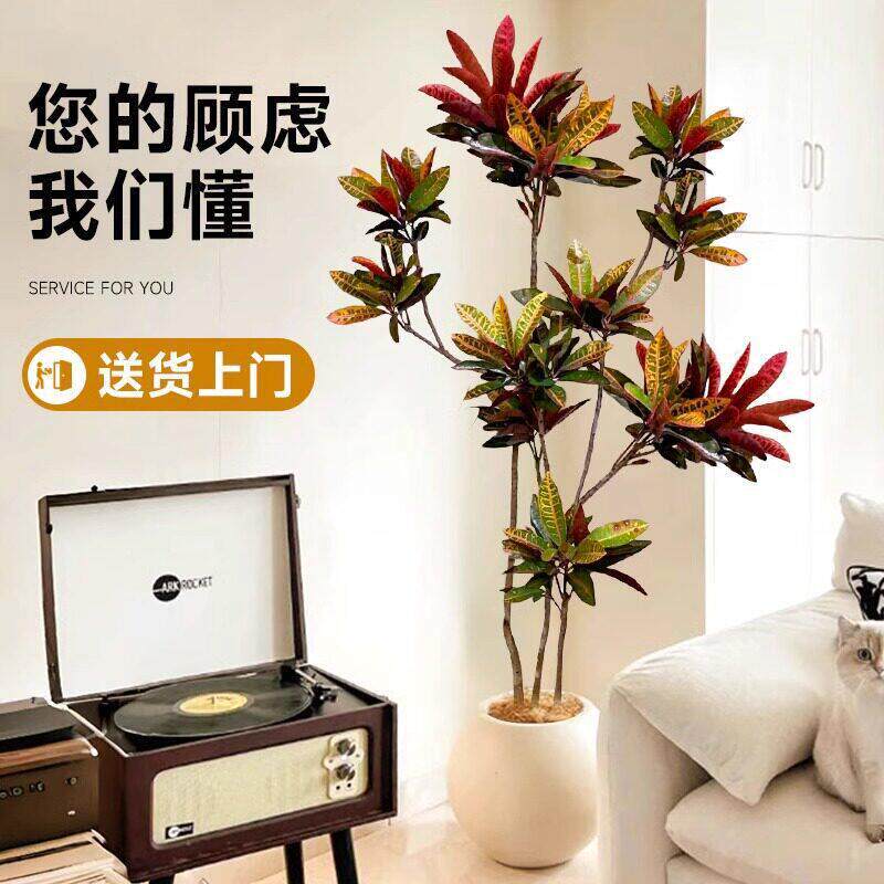 变叶木室内大型绿植盆栽真树洒金榕旺宅好养大号客厅喜阴四季造景