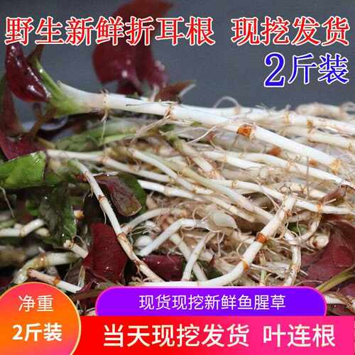 【现挖】四川野生鱼腥草新鲜嫩则儿带叶子贵州凉拌折耳根2斤包邮