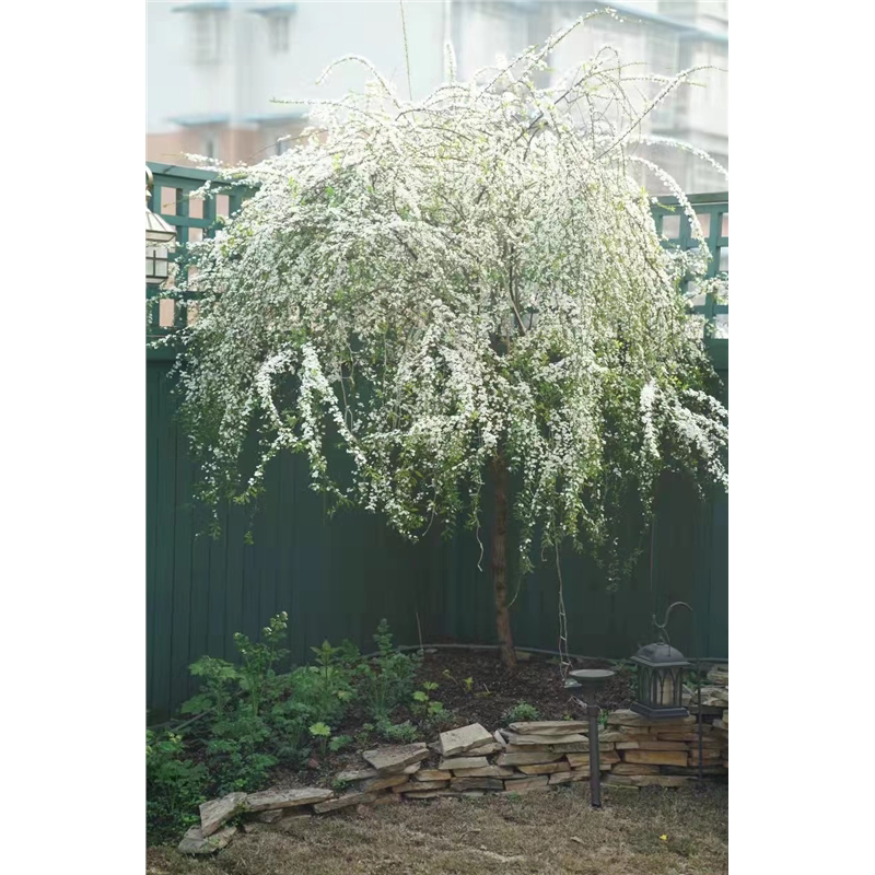 喷雪花棒棒糖盆栽大苗雪柳室内外耐寒花卉阳台庭院花园别墅耐晒植