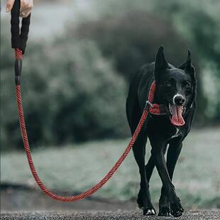 卡斯罗狗狗防爆冲弹力牵引绳魏玛杜宾高猎犬伸缩炼子宠物回弹绳